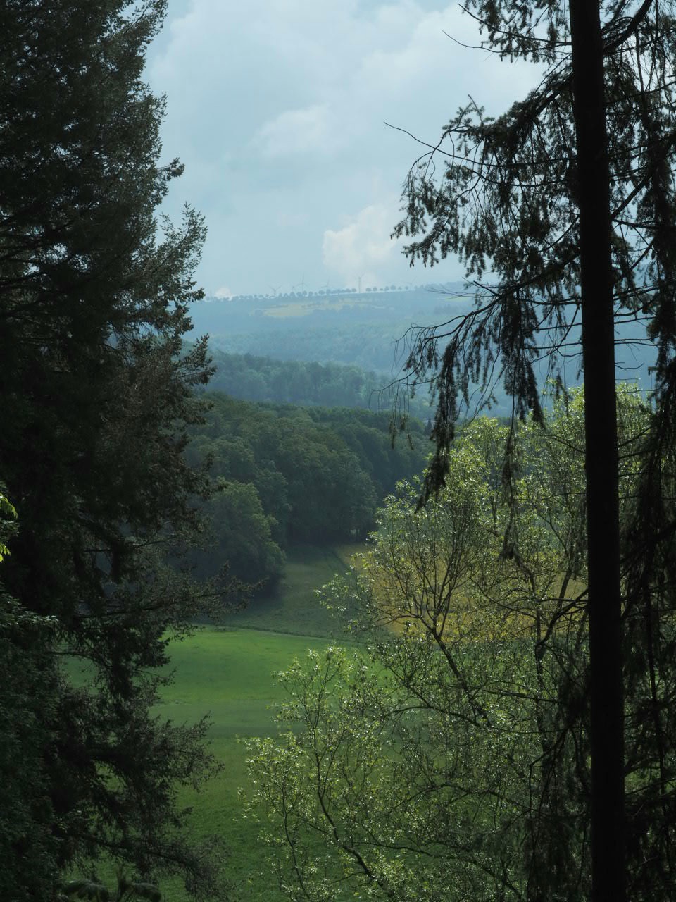 Doorkijkje in het bos