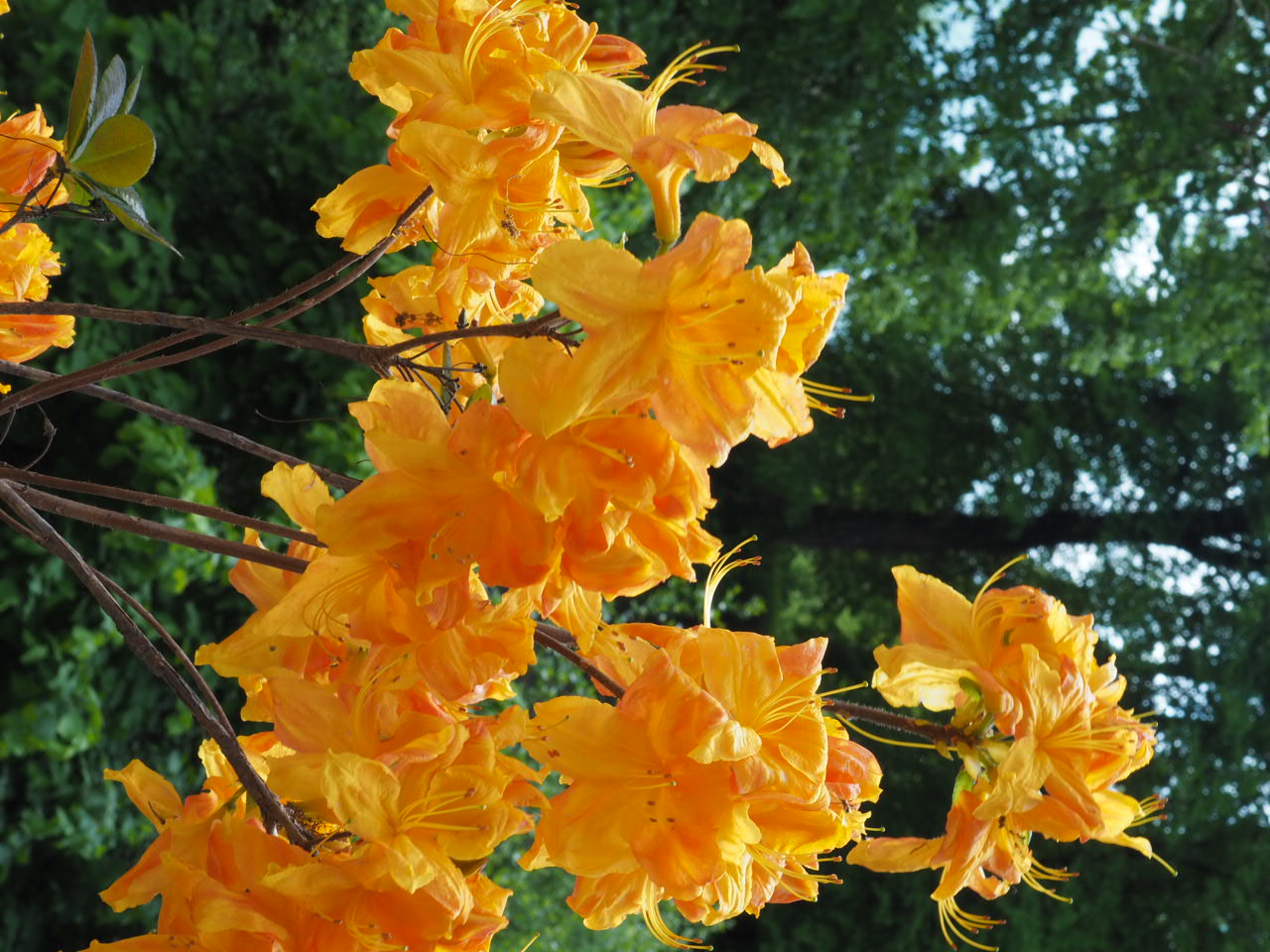 Azaleas