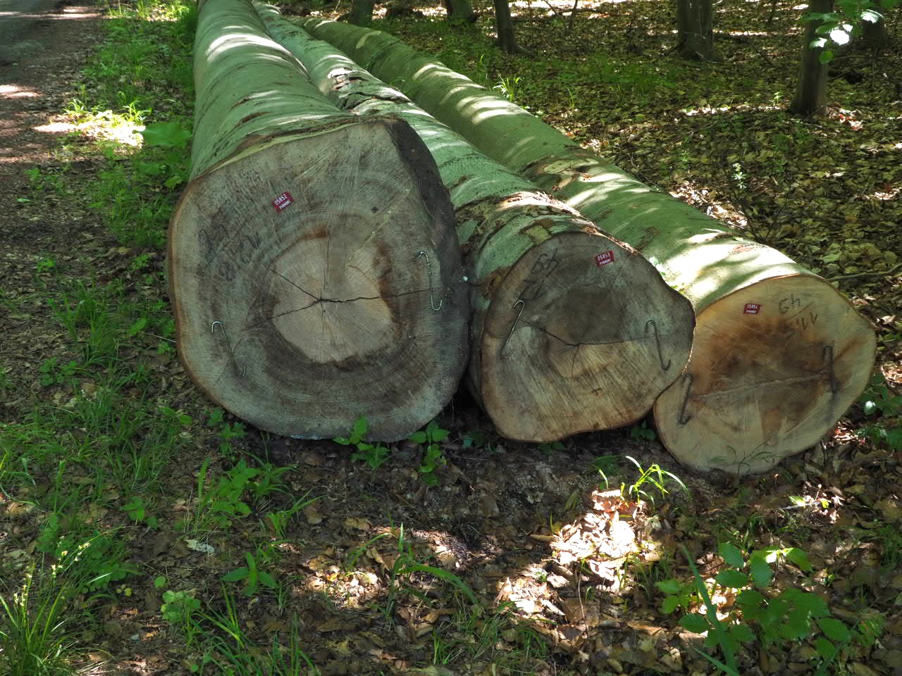 Bomen langs de weg